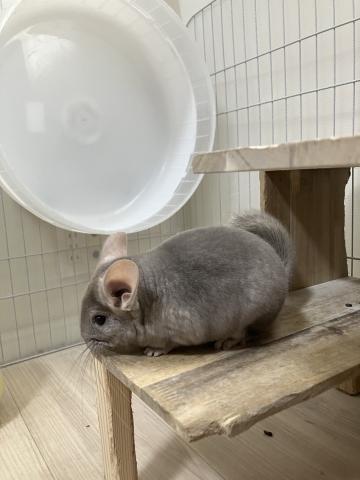 チンチラ　ベージュエボニー　タン