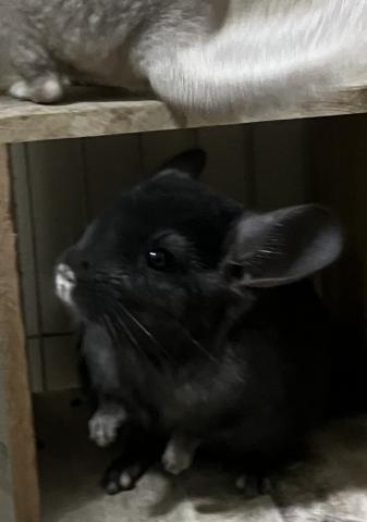 チンチラ　　ダークエボニー　