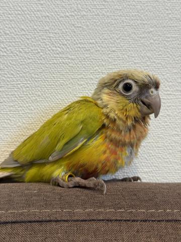 ウロコインコ