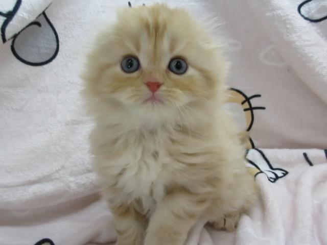 スコティッシュフォールド