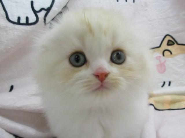 スコティッシュフォールド