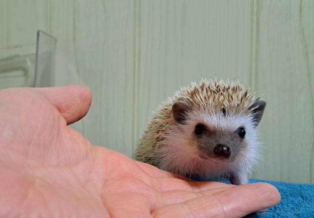 ハリネズミ