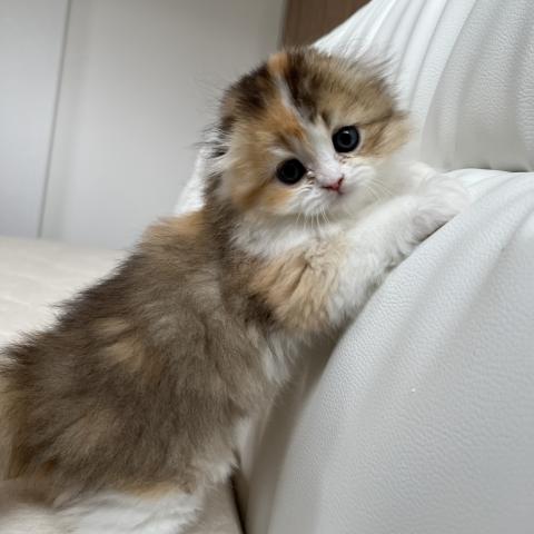 スコティッシュフォールド