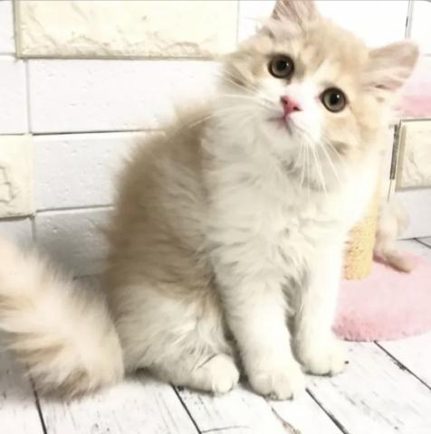 ブリティッシュショートヘア