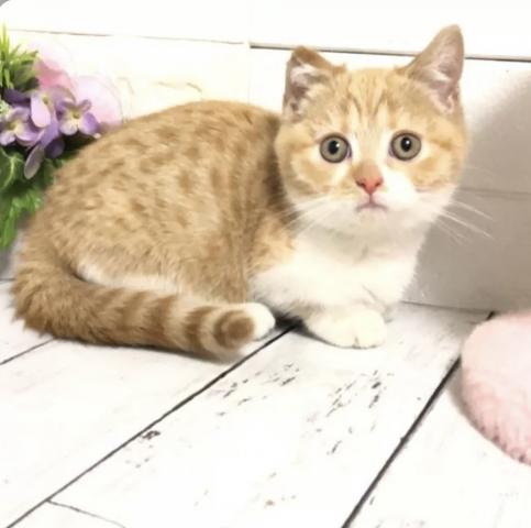 マンチカン