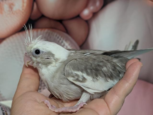 オカメインコ WFドミナントシルバーパイドSF