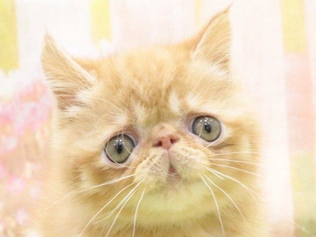 エキゾチックショートヘアー