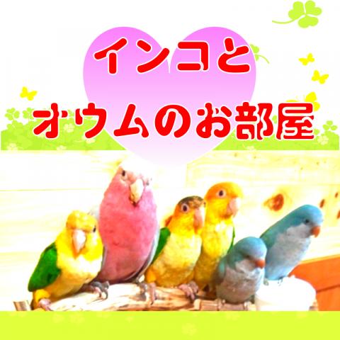 コールダック販売｜コールダックとインコとオウムのお部屋