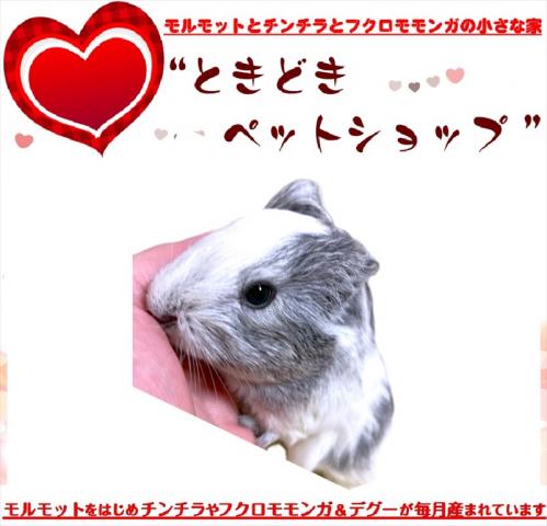 🐹イングリッシュモルモット
