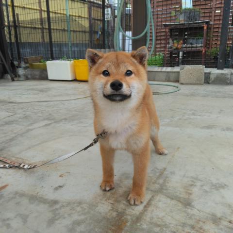 柴犬