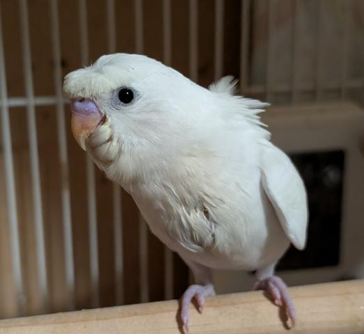 梵天セキセイインコ　Wファクターホワイト