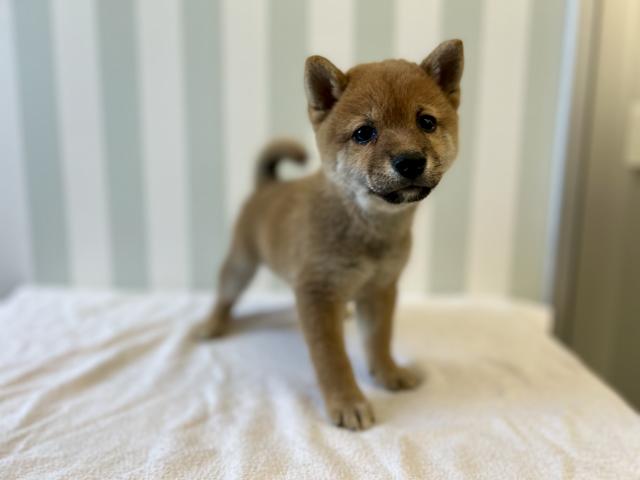柴犬