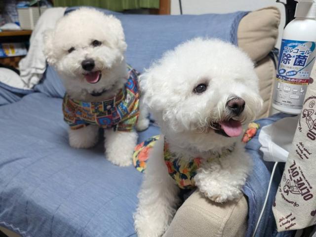 SUGASHO犬舎