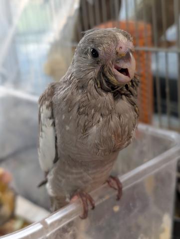 オカメインコ WFドミナントシルバーSF