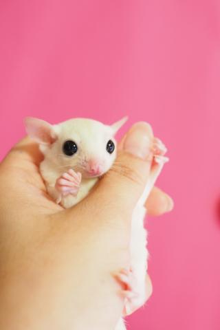リューシ