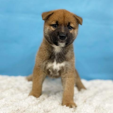 柴犬
