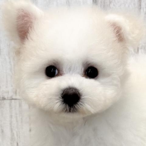 ビションフリーゼ