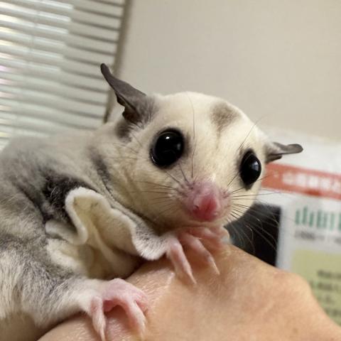 プラチナ