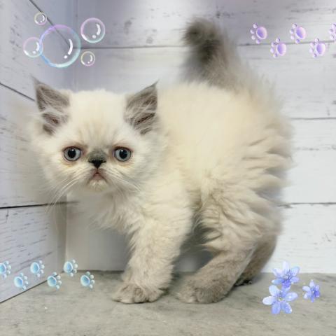 エキゾチックショートヘアー
