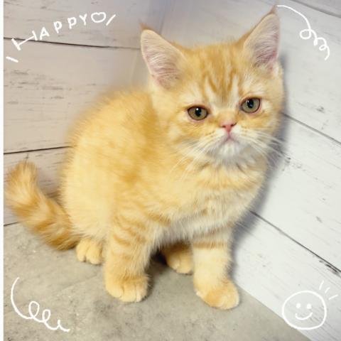 エキゾチックショートヘアー