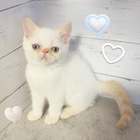 エキゾチックショートヘアー