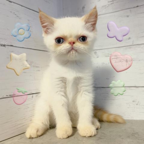 エキゾチックショートヘアー