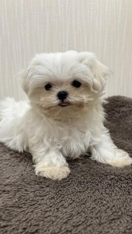マルチーズ