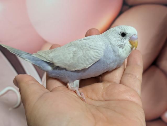 ライラックセキセイインコ