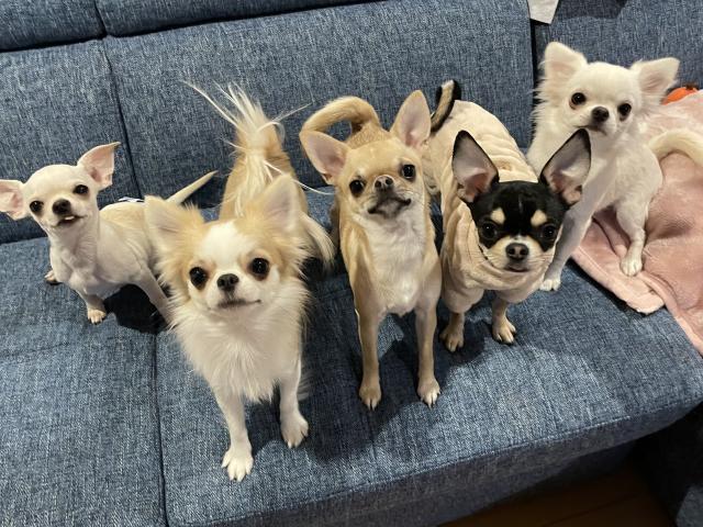 スターリット