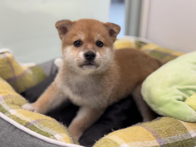柴犬