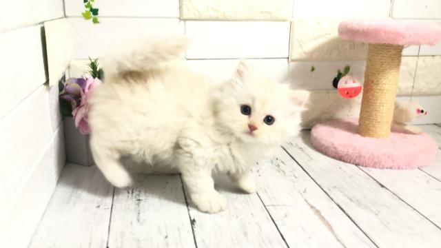 マンチカン