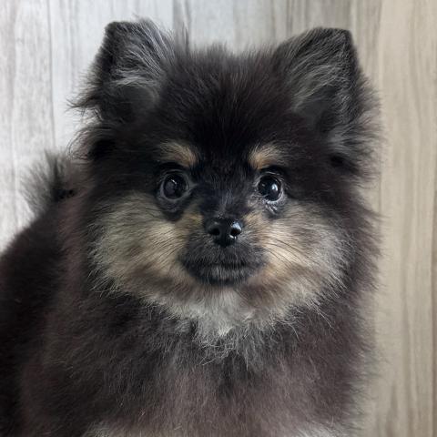 ポメラニアン