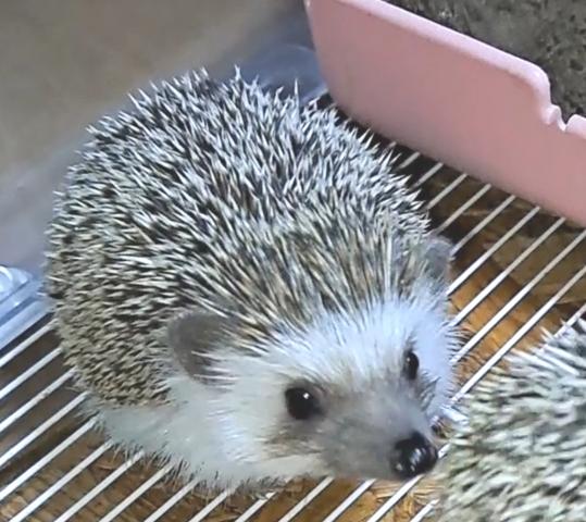 ハリネズミ