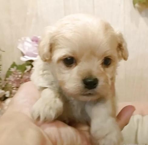 ペキプー(ペキニーズ×トイプードル)
