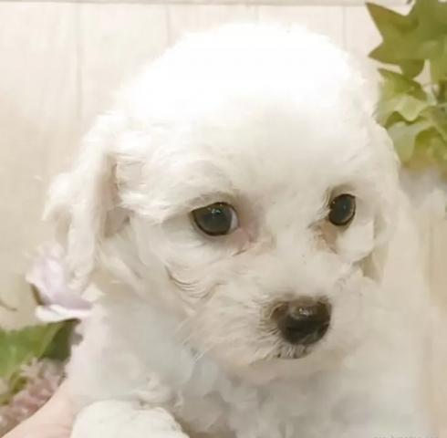 ビションフリーゼ