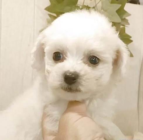 ビションフリーゼ