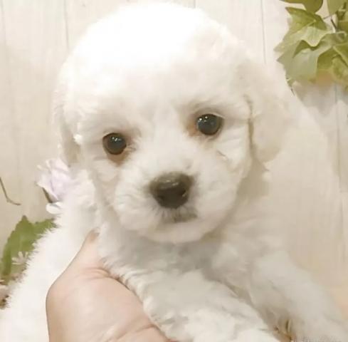 ビションフリーゼ