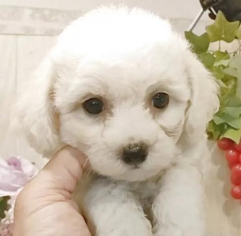 ビションフリーゼ
