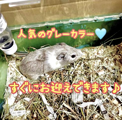 イングリッシュモルモット