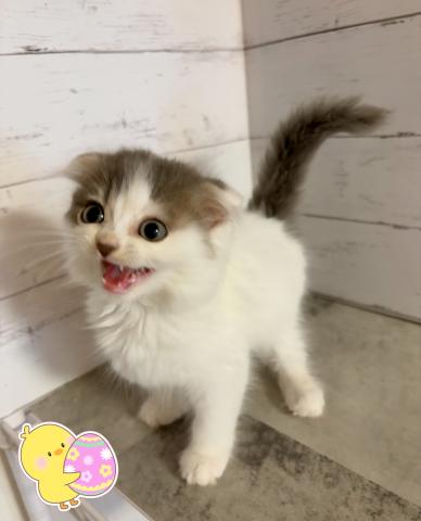 スコティッシュフォールド