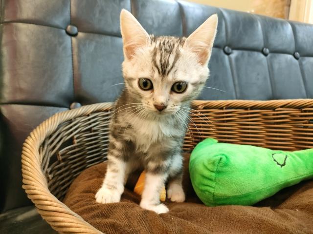 珍しい組み合わせのミックス猫です（*´ω｀)奈良県北葛城郡河合町