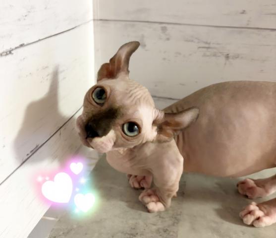 ドゥエルフ