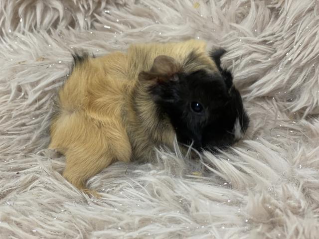 アビシニアンモルモット
