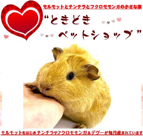 🐹アビシニアンモルモット