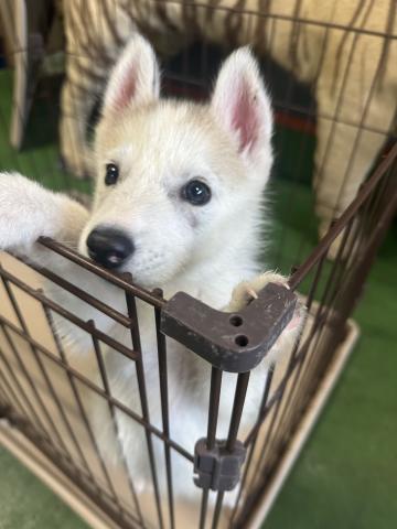 シベリアンハスキー