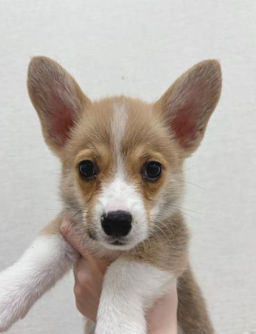 ウェルシュコーギーペンブローク