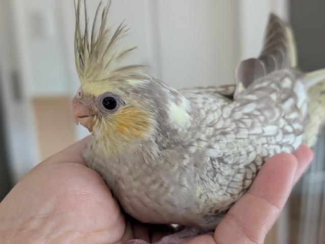 オカメインコ PFシナモンパール