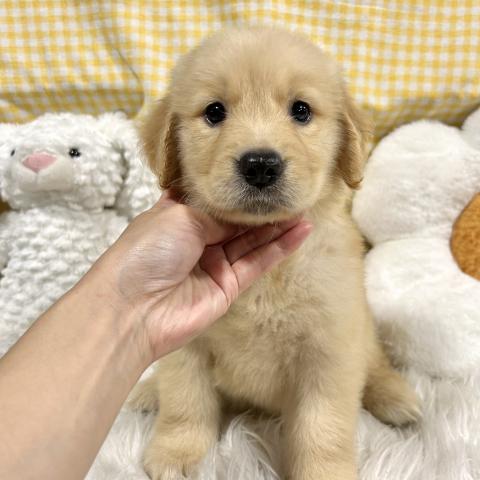 ゴールデンレトリーバー