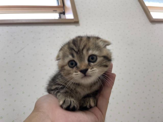 スコティッシュフォールド