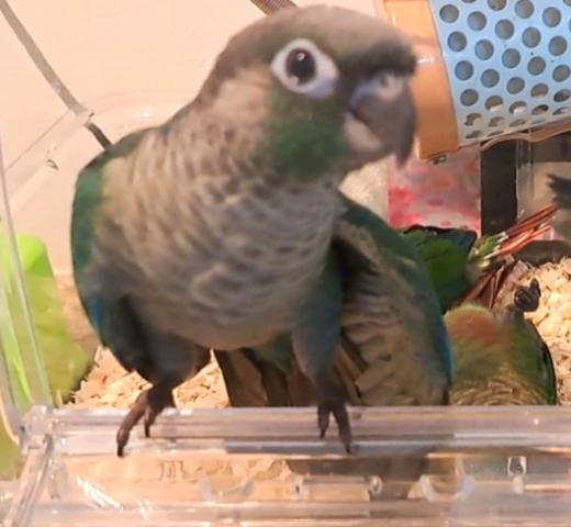 ホオミドリウロコインコ　ブルー(ターコイズ)